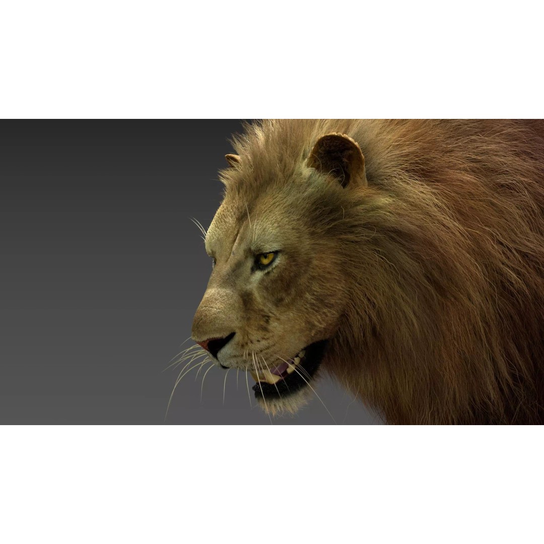 Lion 3D Model – Realistic Fur Animated Rigged Asset, FBX - View 5