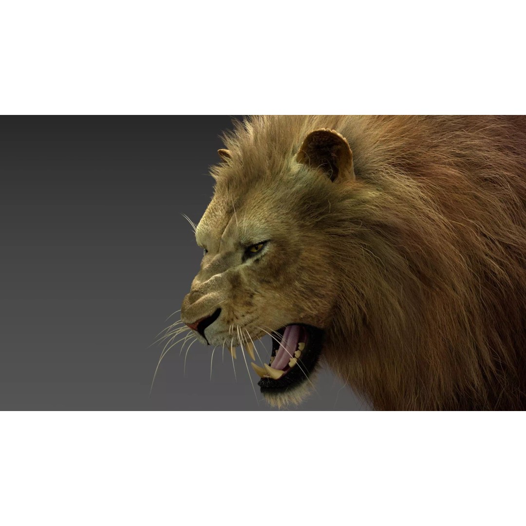 Lion 3D Model – Realistic Fur Animated Rigged Asset, FBX - View 6