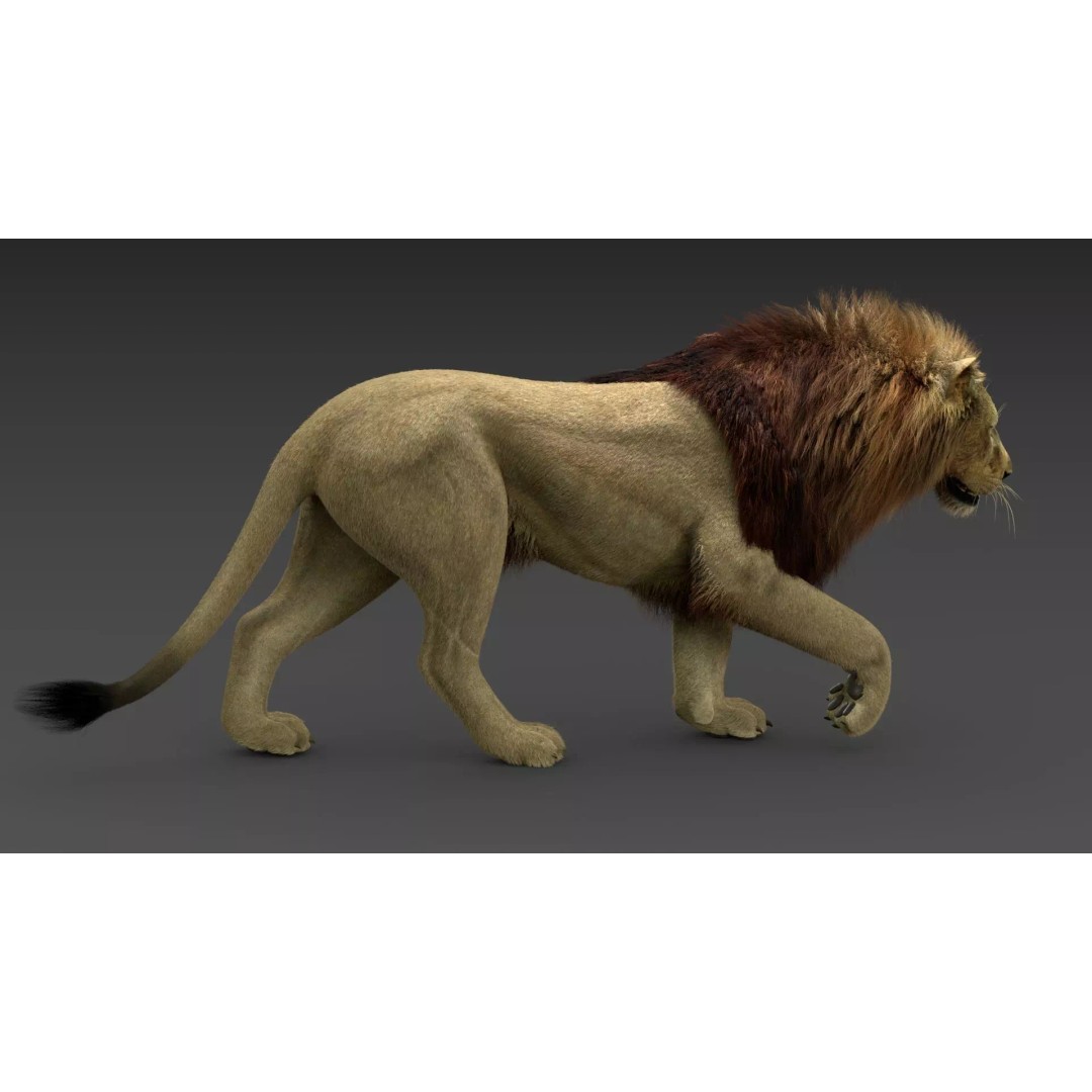 Lion 3D Model – Realistic Fur Animated Rigged Asset, FBX - View 8