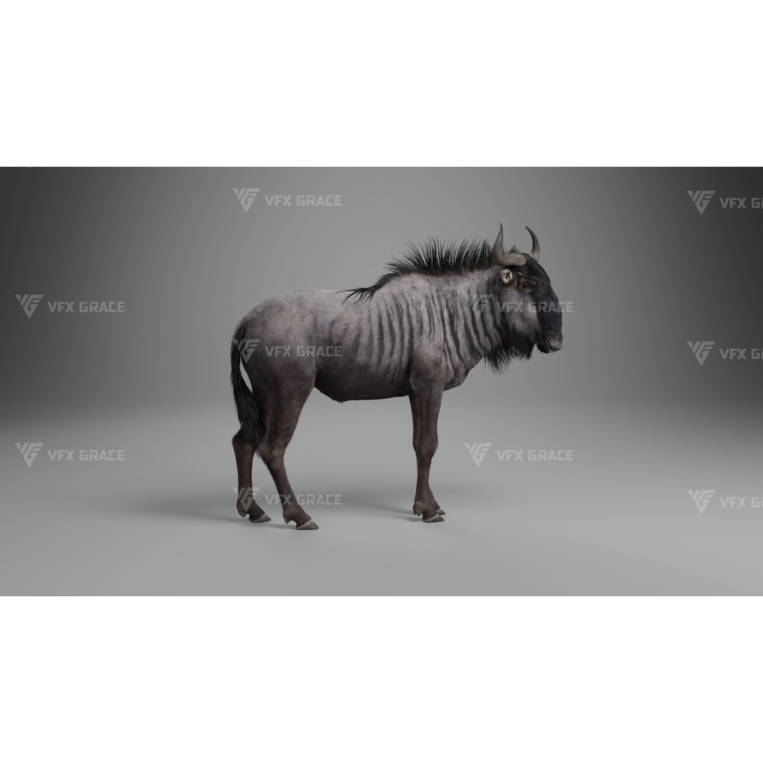 Connochaetes 3D Model – High Poly Rigged Character with Animations - View 10