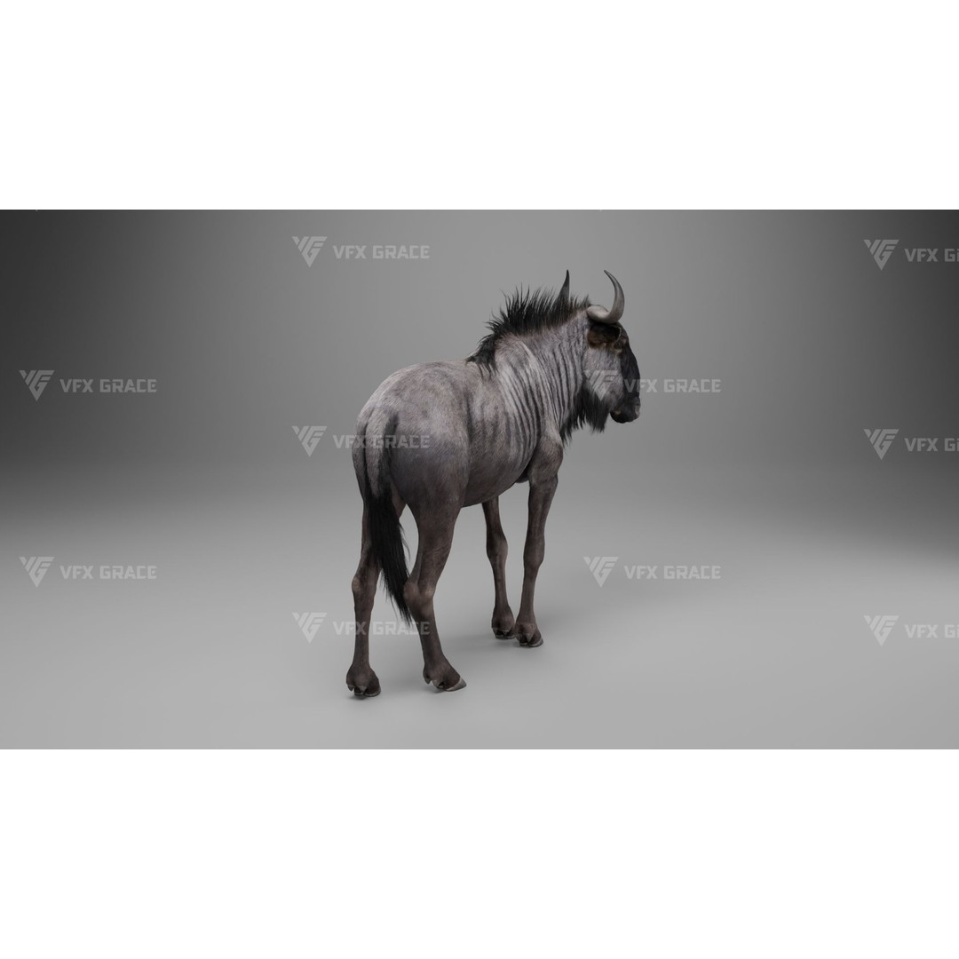 Connochaetes 3D Model – High Poly Rigged Character with Animations - View 11