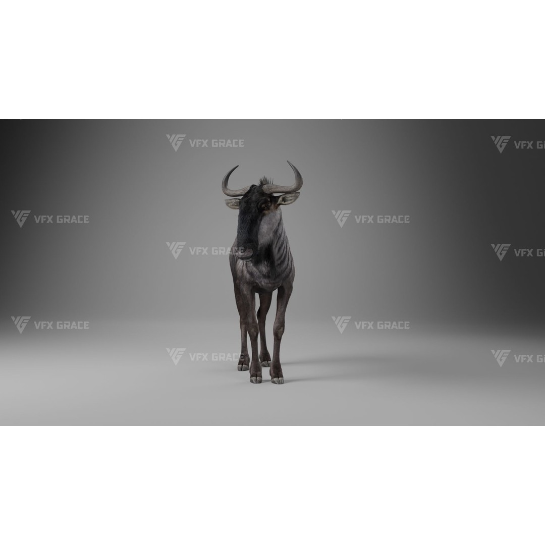 Connochaetes 3D Model – High Poly Rigged Character with Animations - View 12