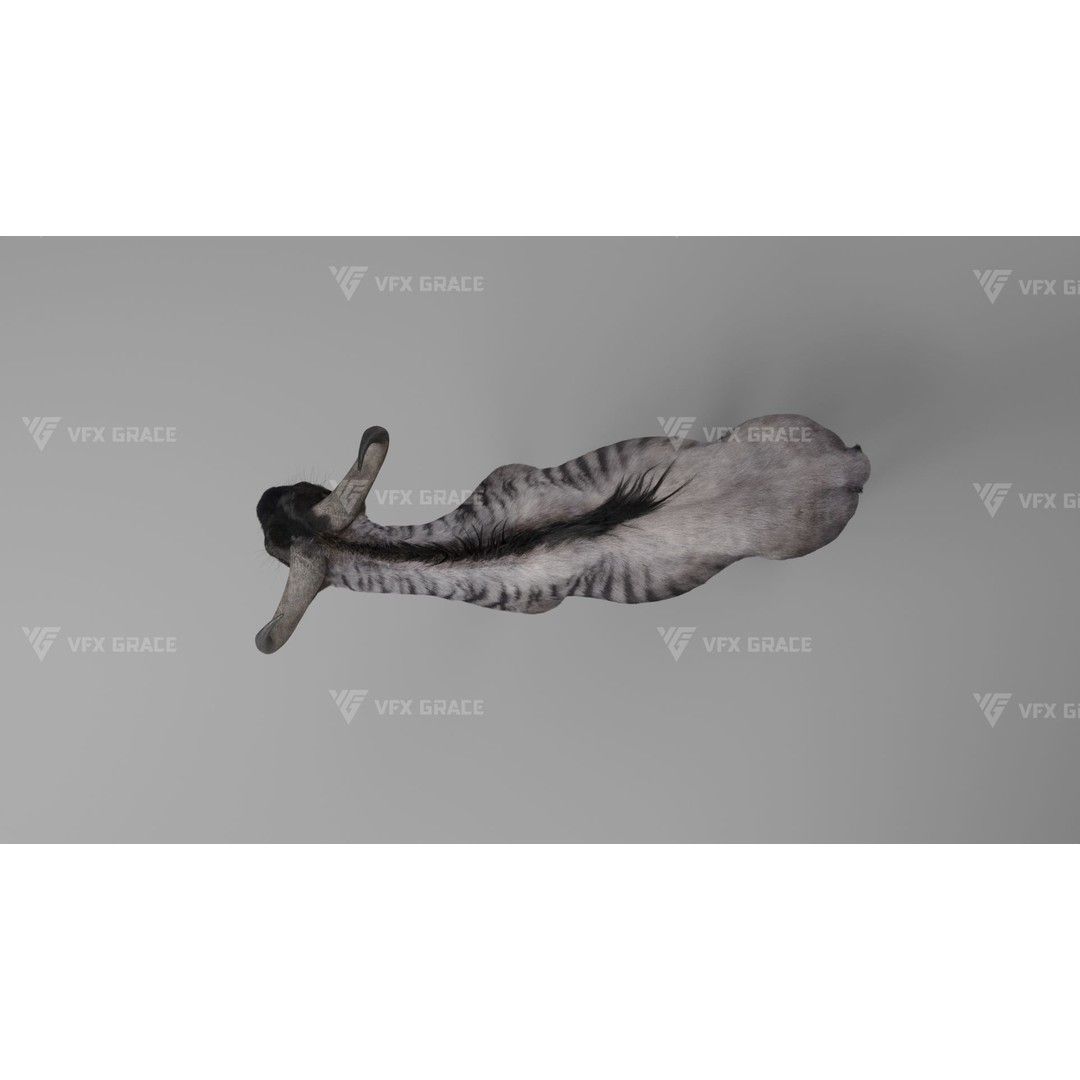 Connochaetes 3D Model – High Poly Rigged Character with Animations - View 13