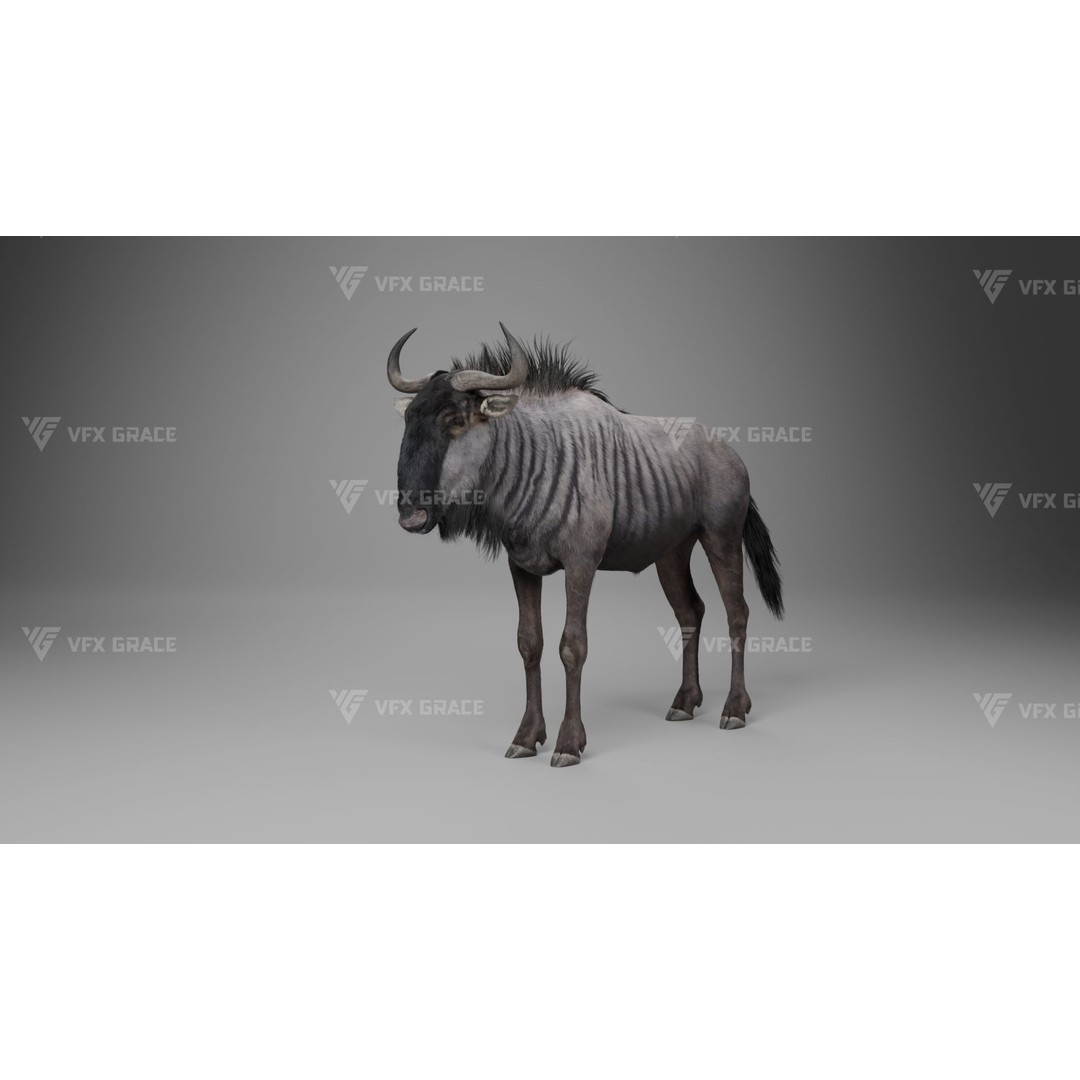 Connochaetes 3D Model – High Poly Rigged Character with Animations - View 14