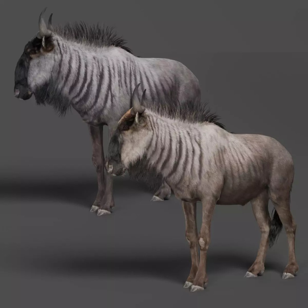 Connochaetes 3D Model – High Poly Rigged Character with Animations - View 2