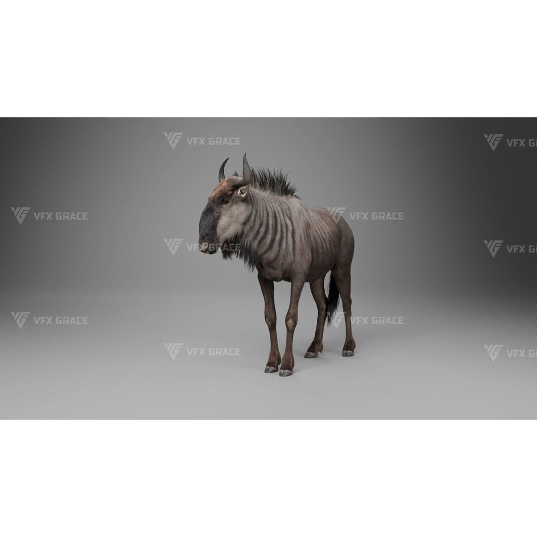 Connochaetes 3D Model – High Poly Rigged Character with Animations - View 3