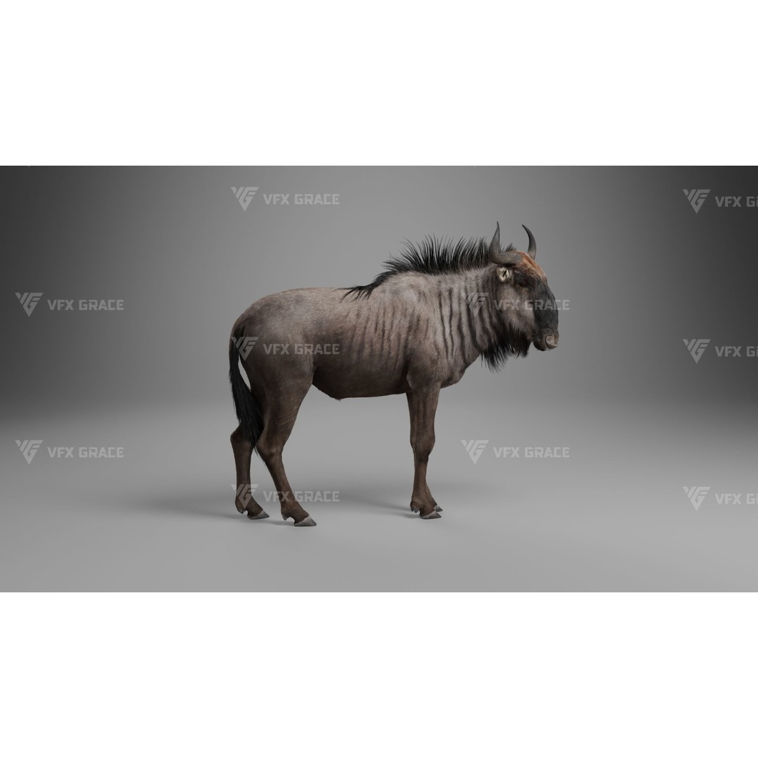 Connochaetes 3D Model – High Poly Rigged Character with Animations - View 4