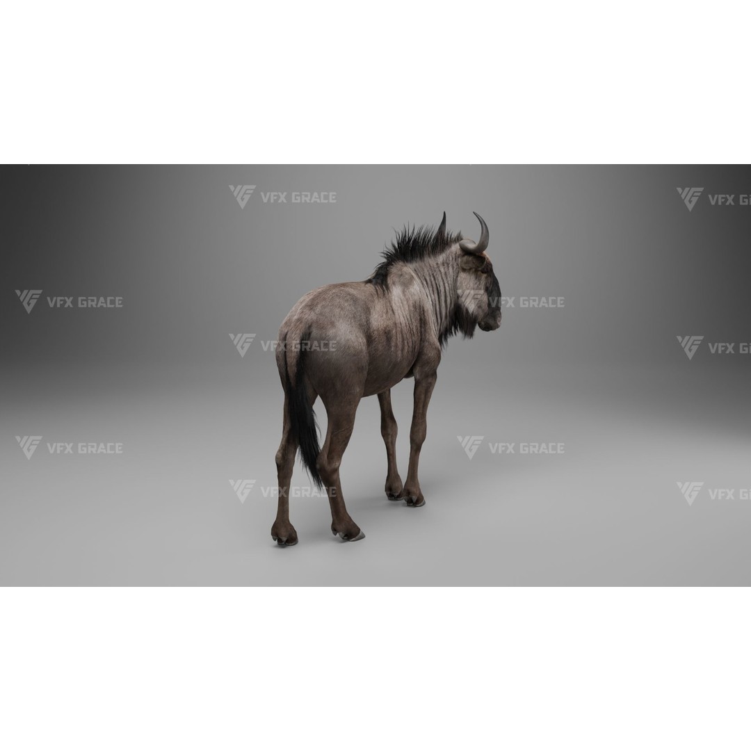 Connochaetes 3D Model – High Poly Rigged Character with Animations - View 5