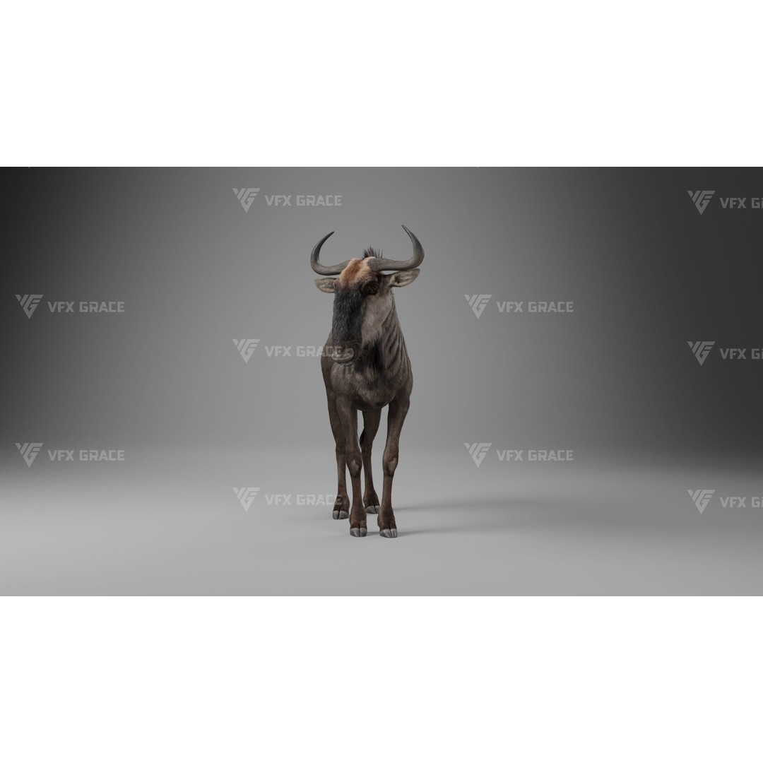 Connochaetes 3D Model – High Poly Rigged Character with Animations - View 6