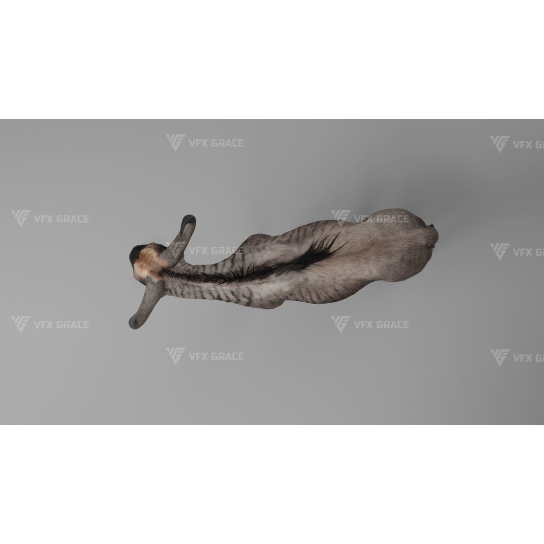 Connochaetes 3D Model – High Poly Rigged Character with Animations - View 7