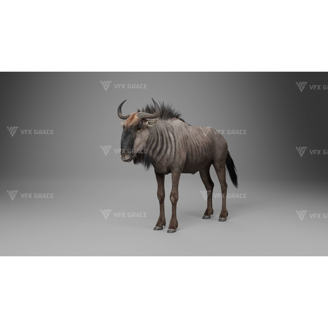 Connochaetes 3D Model – High Poly Rigged Character with Animations - View 8