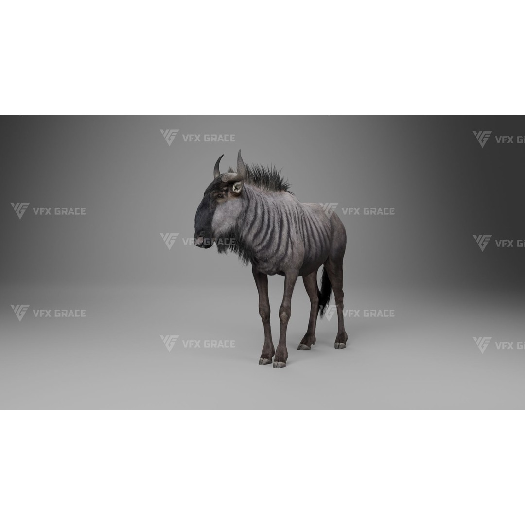 Connochaetes 3D Model – High Poly Rigged Character with Animations - View 9