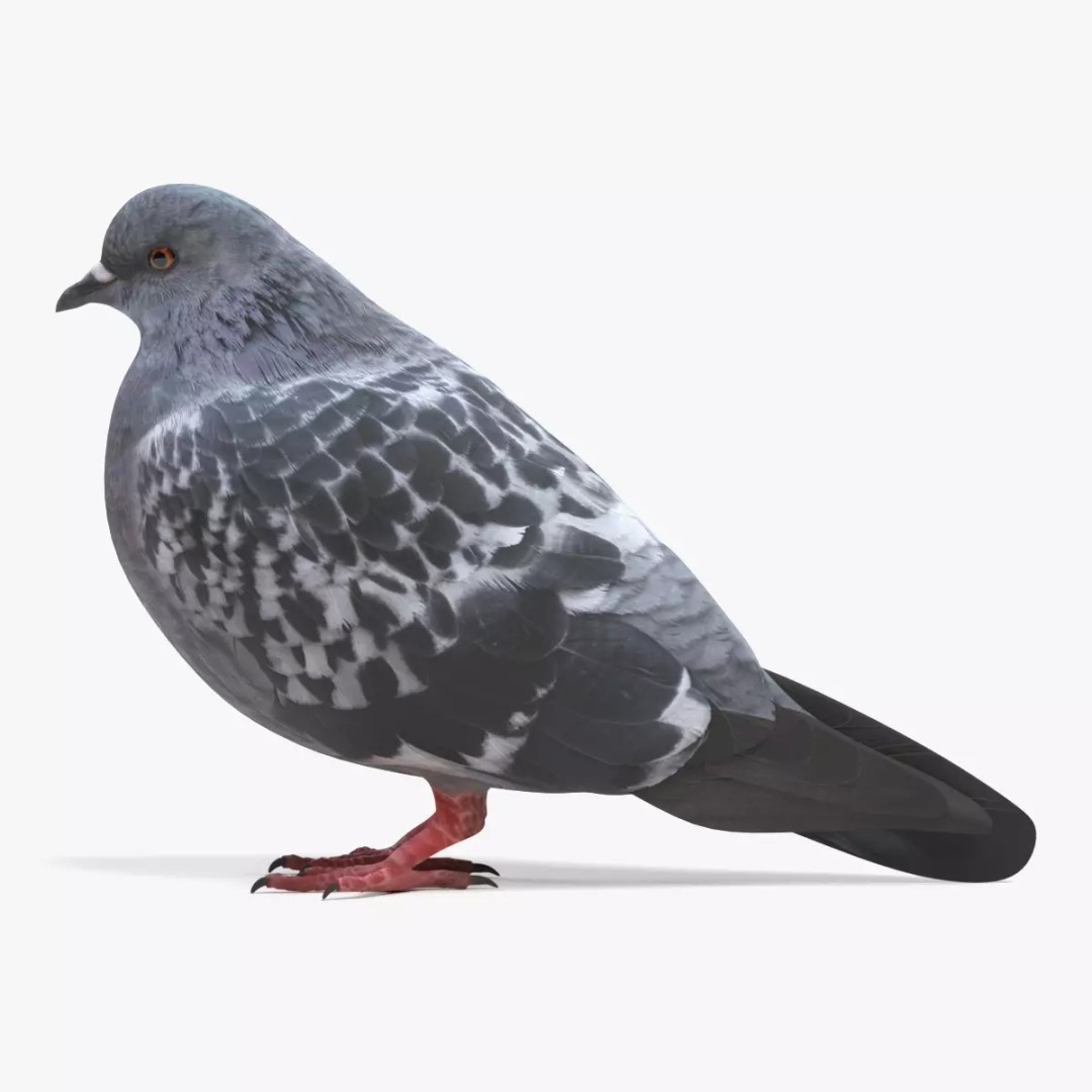 Pigeon 3D Model – Realistic Animal Asset, PBR Textures, FBX