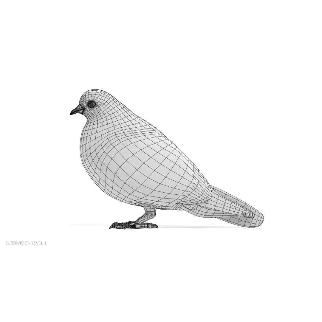 Pigeon 3D Model – Realistic Animal Asset, PBR Textures, FBX - View 11