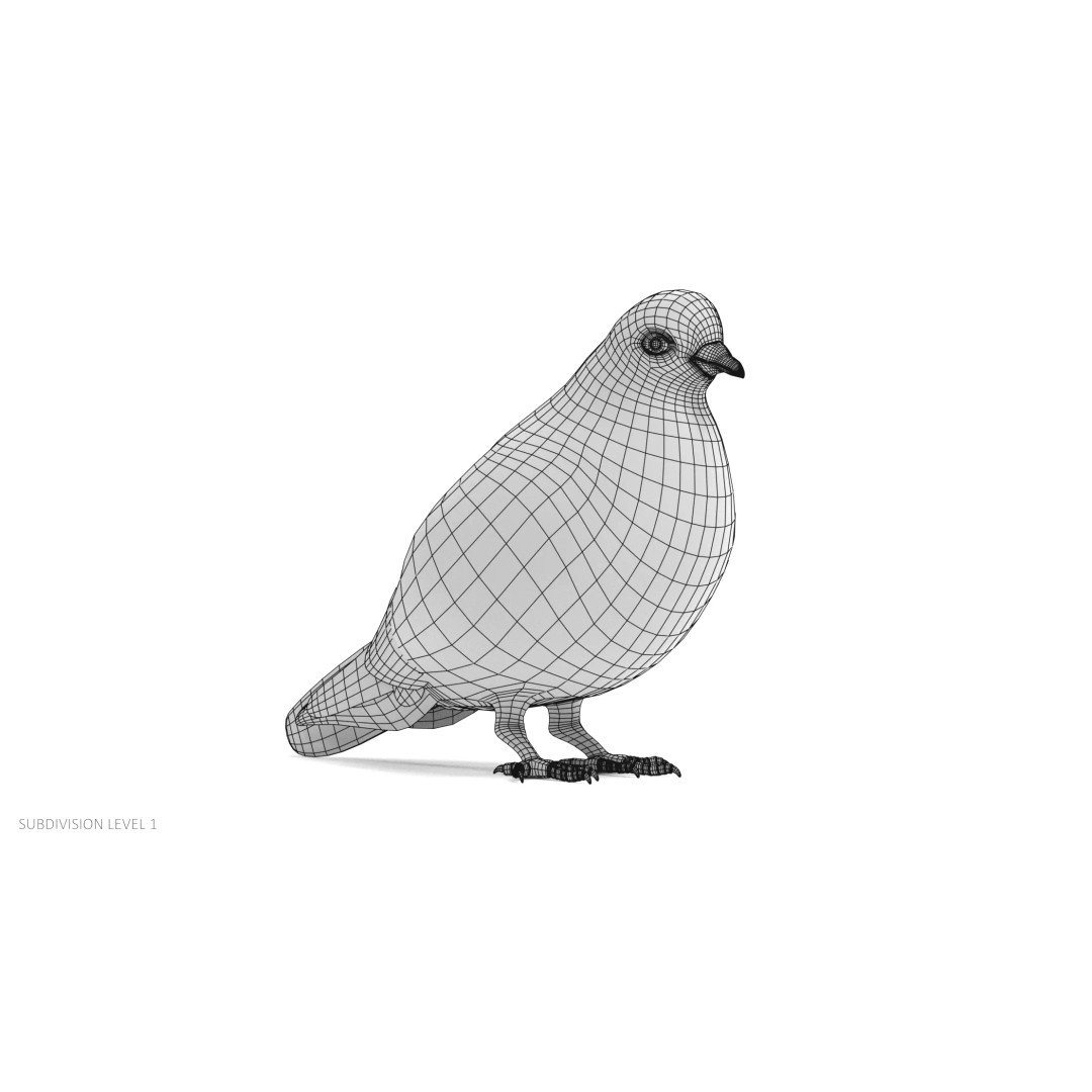 Pigeon 3D Model – Realistic Animal Asset, PBR Textures, FBX - View 13