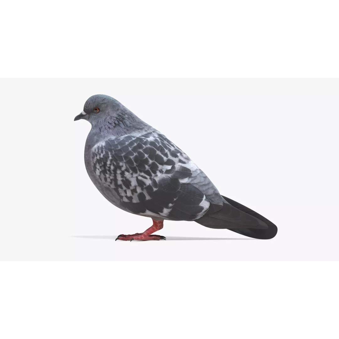 Pigeon 3D Model – Realistic Animal Asset, PBR Textures, FBX - View 2