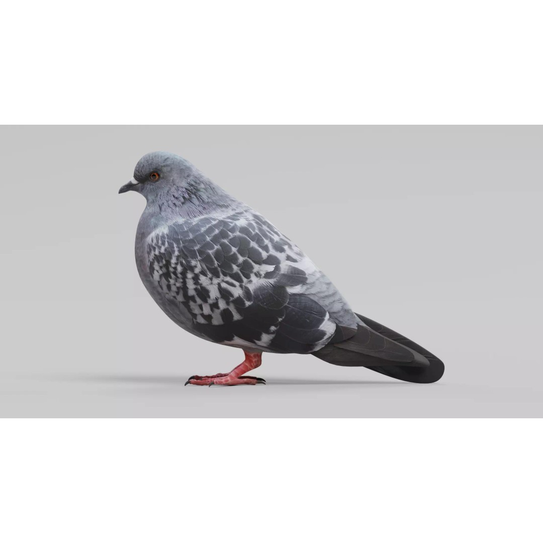 Pigeon 3D Model – Realistic Animal Asset, PBR Textures, FBX - View 3