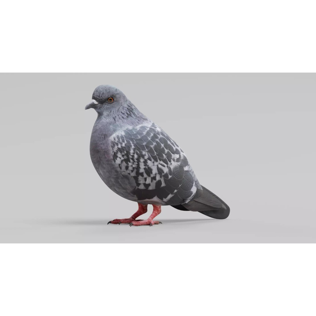 Pigeon 3D Model – Realistic Animal Asset, PBR Textures, FBX - View 4