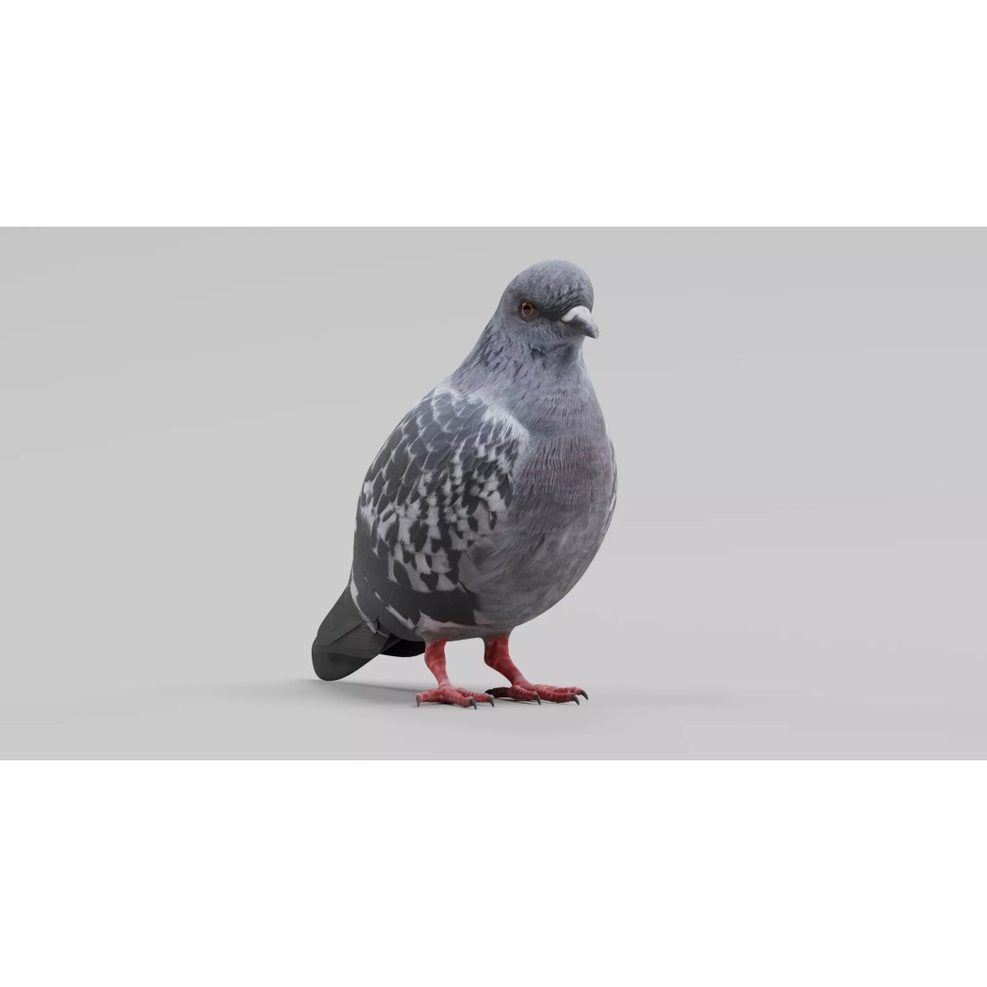 Pigeon 3D Model – Realistic Animal Asset, PBR Textures, FBX - View 5
