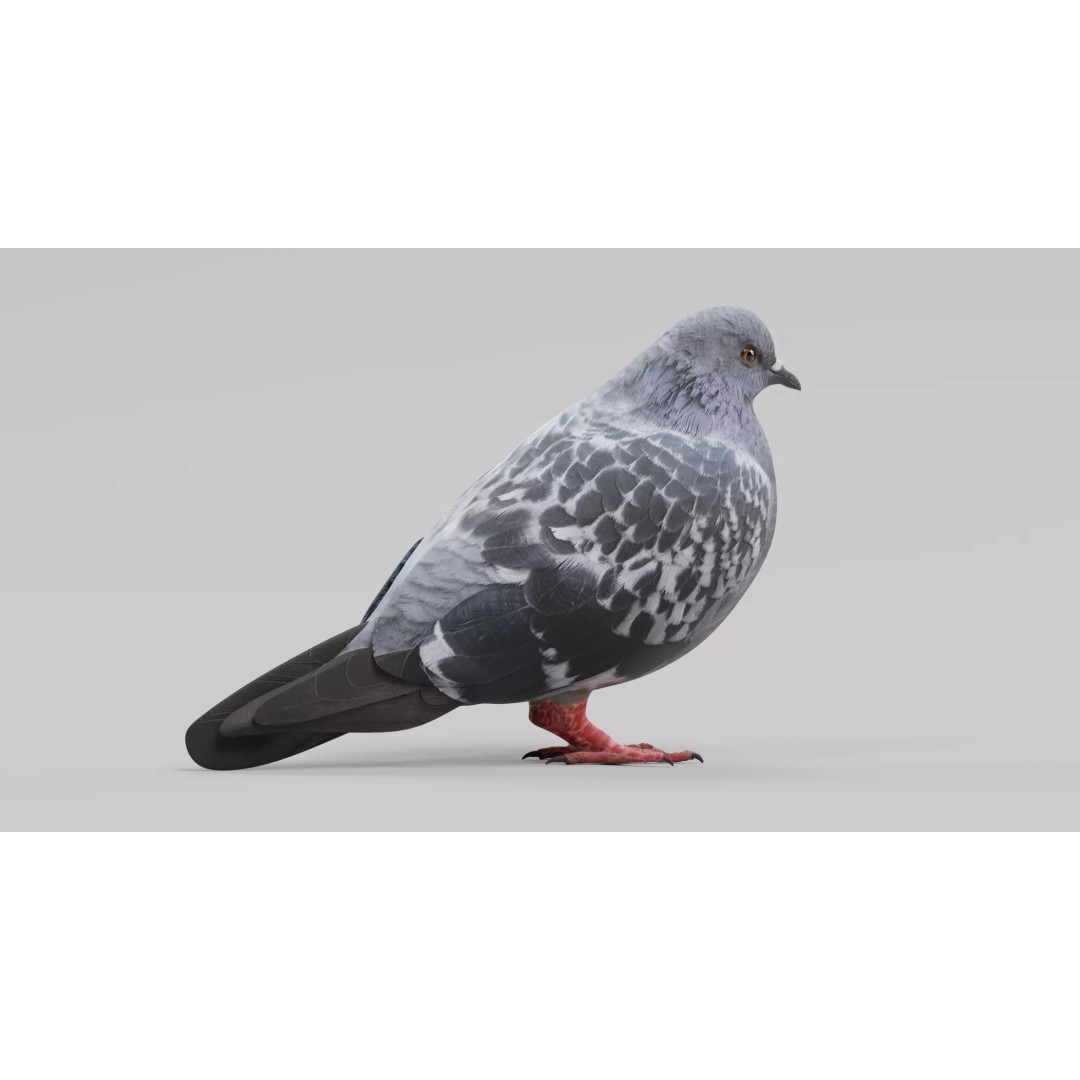 Pigeon 3D Model – Realistic Animal Asset, PBR Textures, FBX - View 6