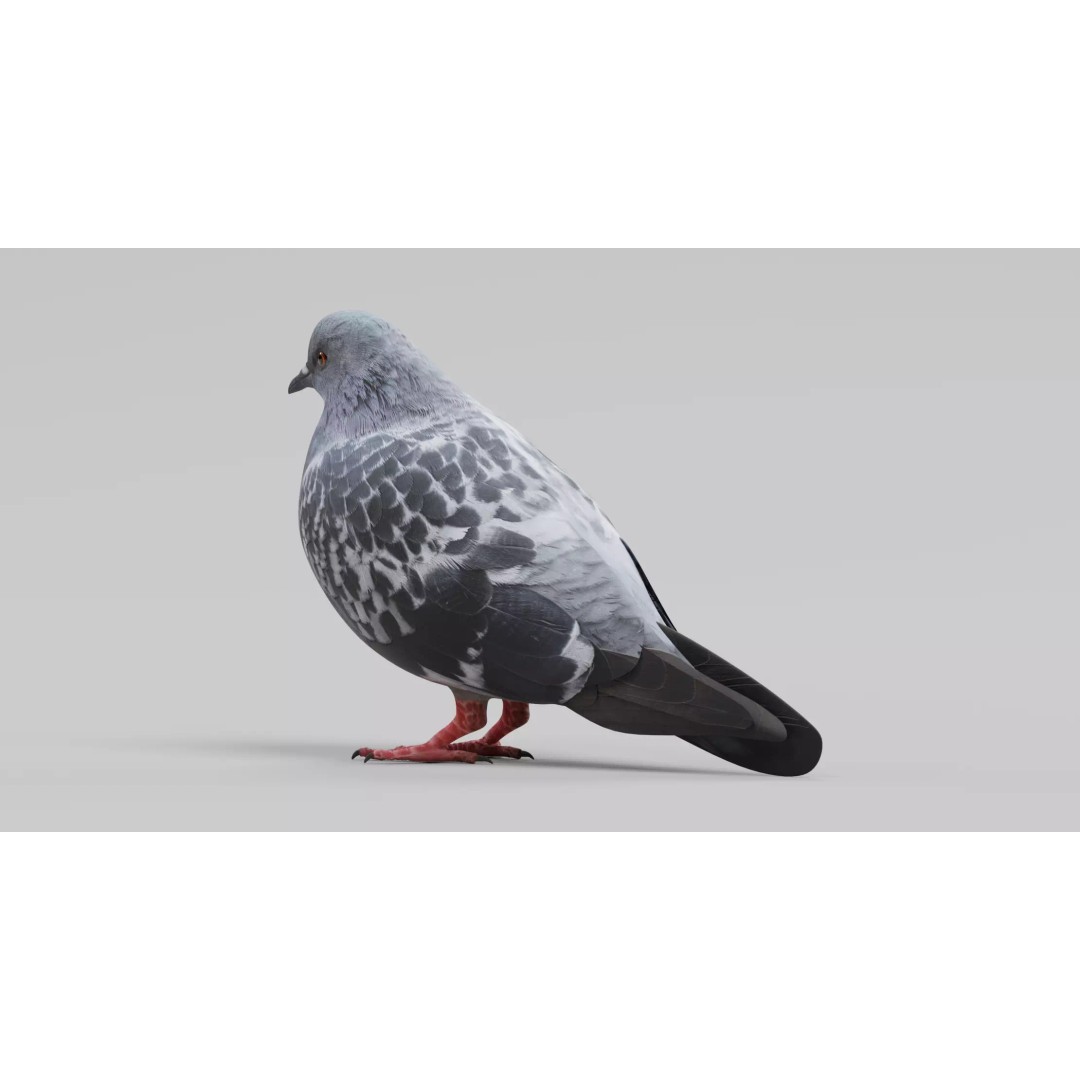 Pigeon 3D Model – Realistic Animal Asset, PBR Textures, FBX - View 7