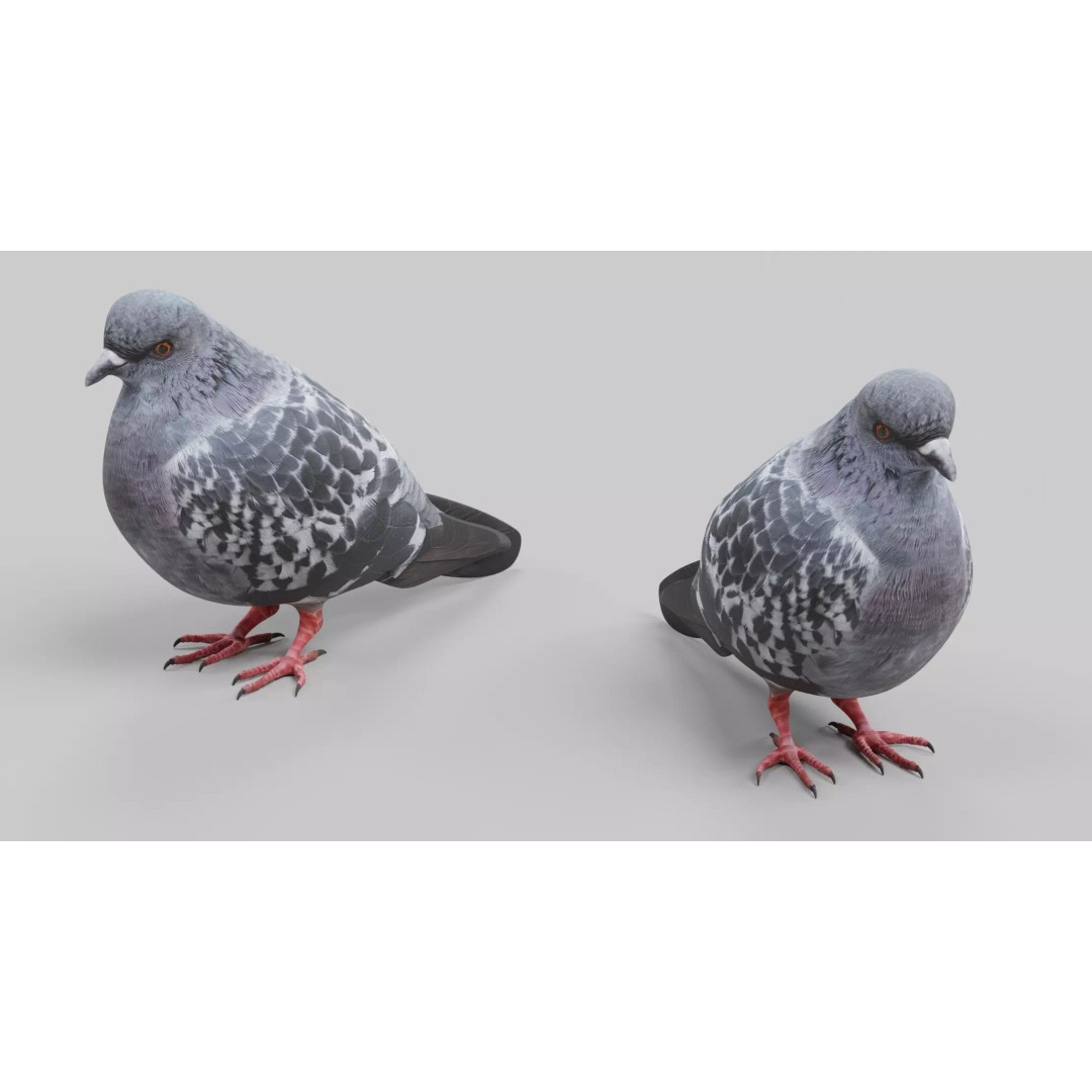 Pigeon 3D Model – Realistic Animal Asset, PBR Textures, FBX - View 8