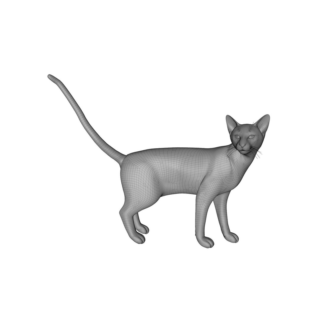 Siamese Cat 3D Model – Rigged Low-Poly Character for Animation, FBX - View 13