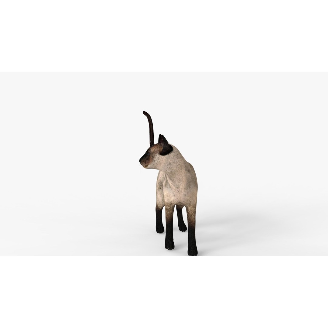 Siamese Cat 3D Model – Rigged Low-Poly Character for Animation, FBX - View 17