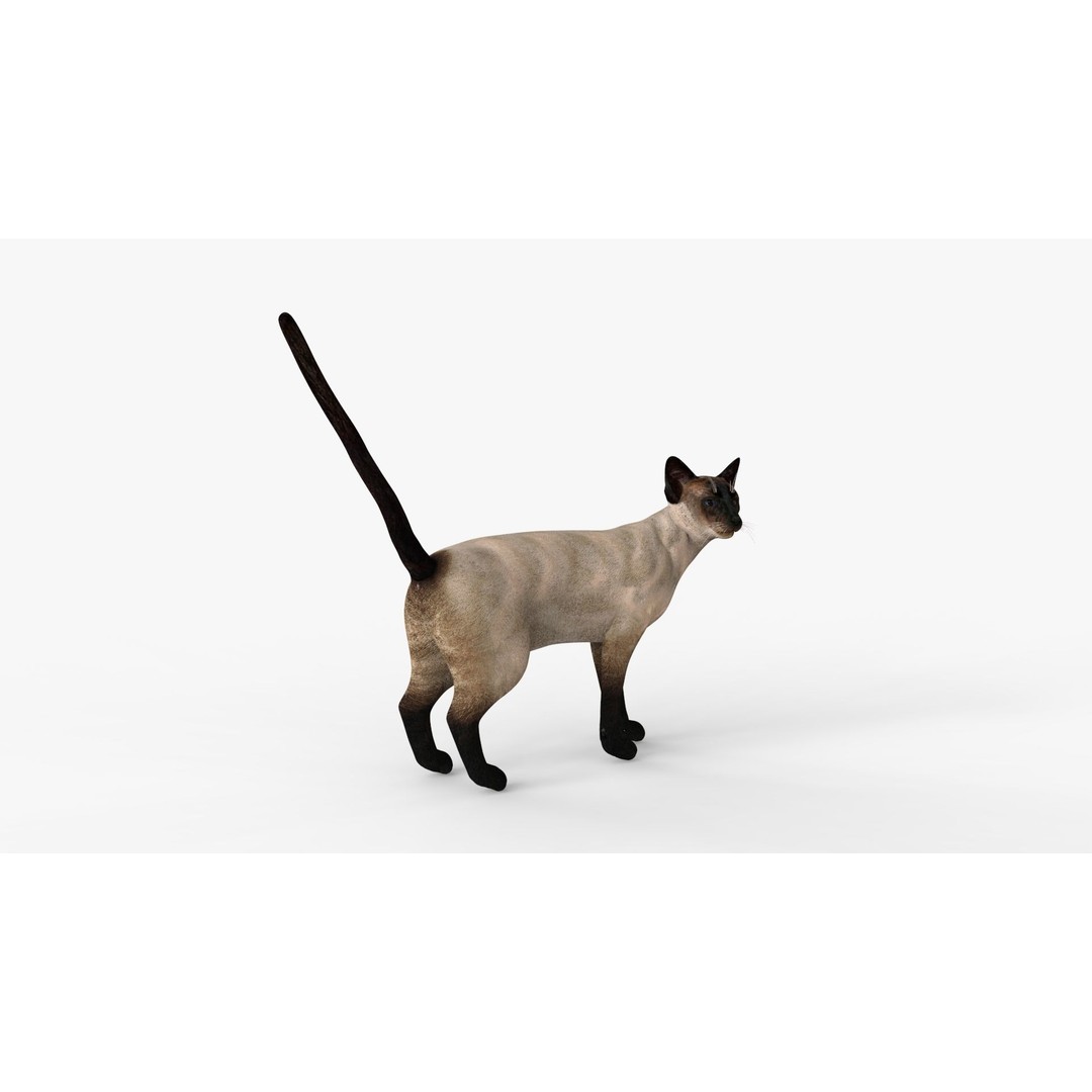 Siamese Cat 3D Model – Rigged Low-Poly Character for Animation, FBX - View 18