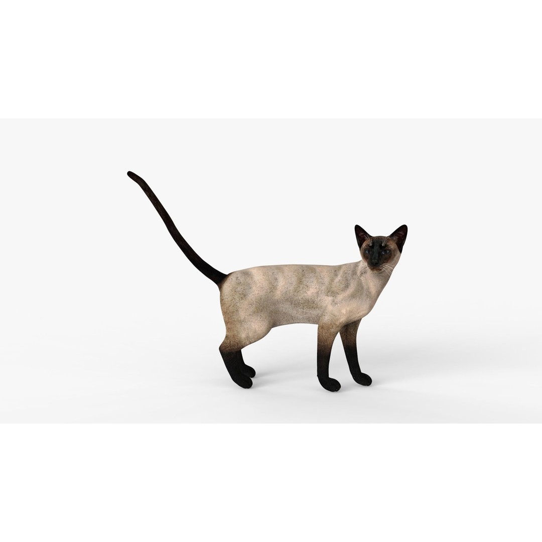 Siamese Cat 3D Model – Rigged Low-Poly Character for Animation, FBX - View 19
