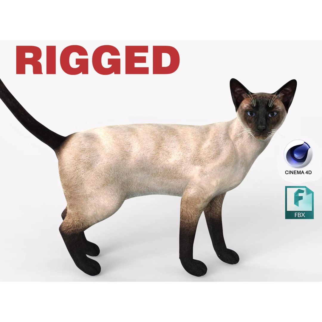 Siamese Cat 3D Model – Rigged Low-Poly Character for Animation, FBX - View 2