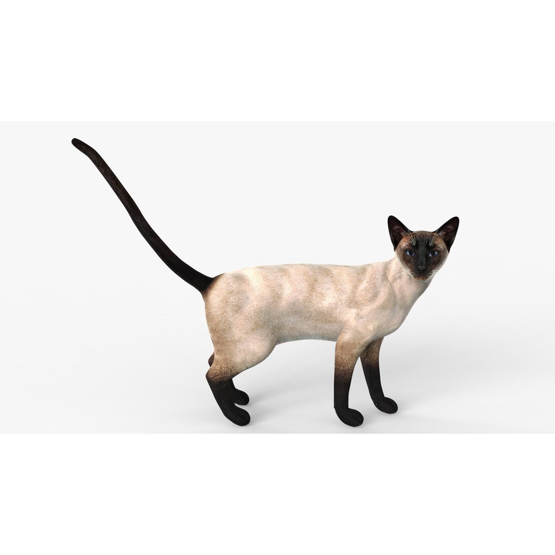 Siamese Cat 3D Model – Rigged Low-Poly Character for Animation, FBX - View 3