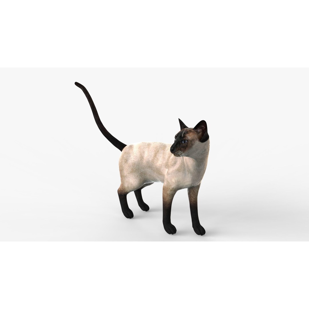 Siamese Cat 3D Model – Rigged Low-Poly Character for Animation, FBX - View 4