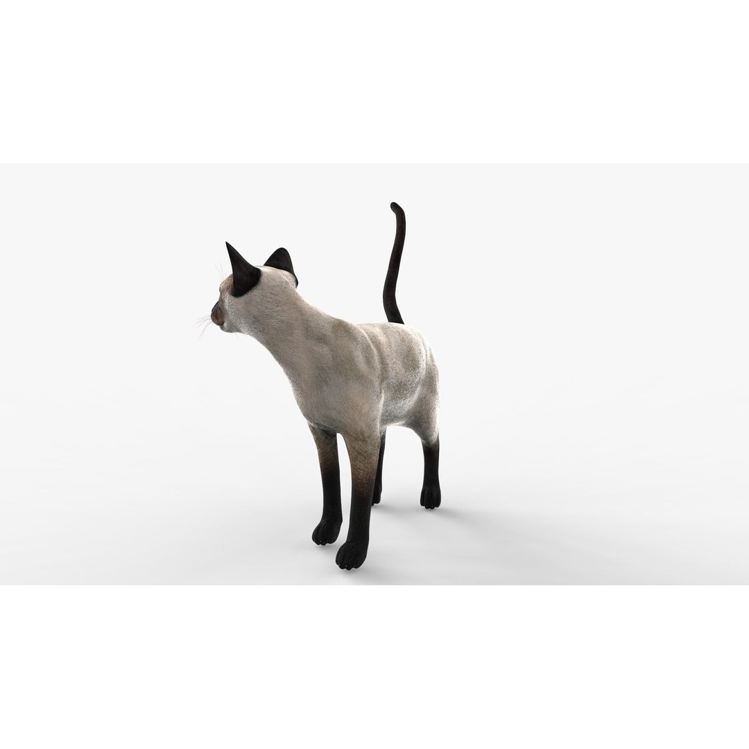 Siamese Cat 3D Model – Rigged Low-Poly Character for Animation, FBX - View 5