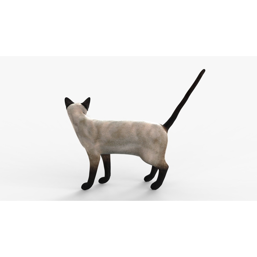 Siamese Cat 3D Model – Rigged Low-Poly Character for Animation, FBX - View 6