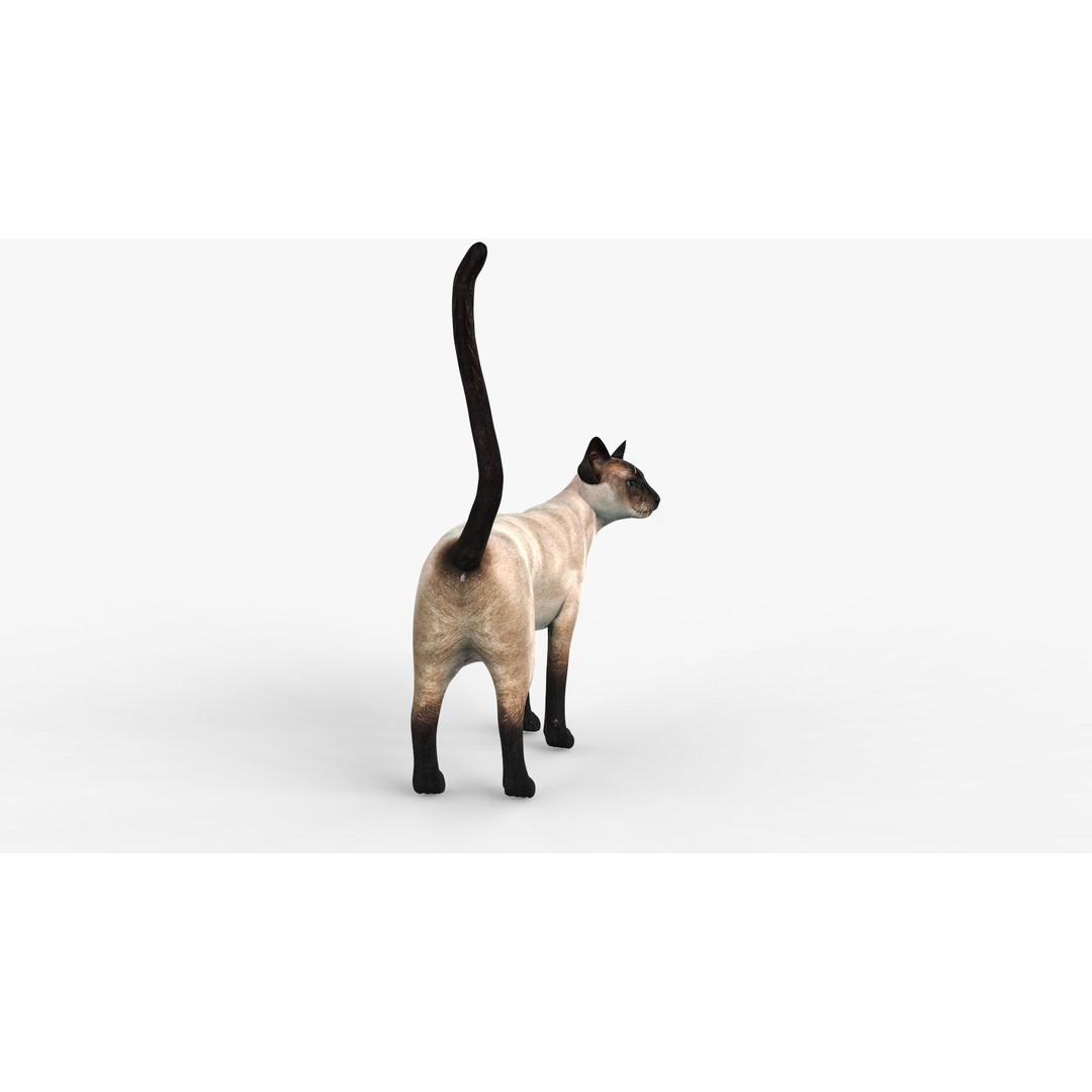 Siamese Cat 3D Model – Rigged Low-Poly Character for Animation, FBX - View 7