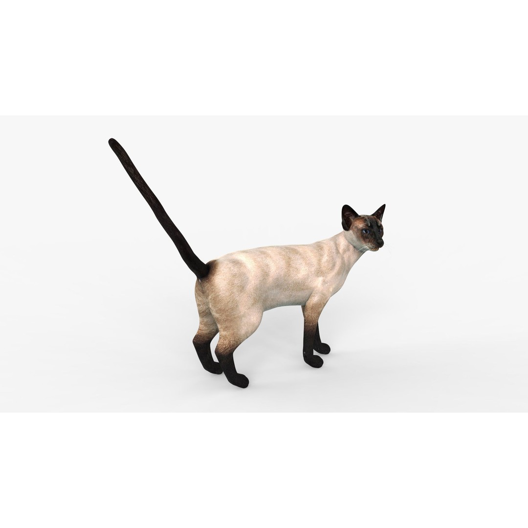 Siamese Cat 3D Model – Rigged Low-Poly Character for Animation, FBX - View 8