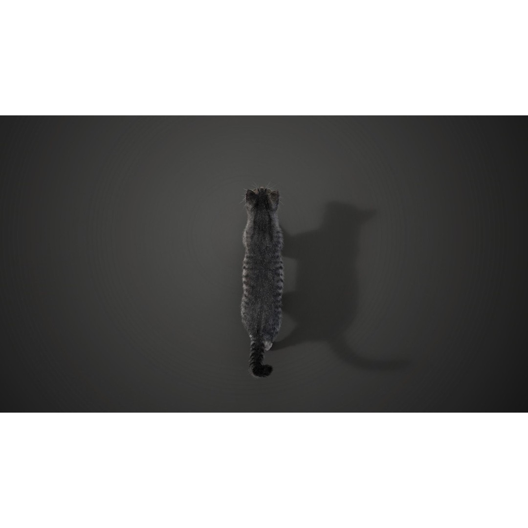 Grey Cat 3D Model – High Poly Animated Rigged Character, Blender - View 10