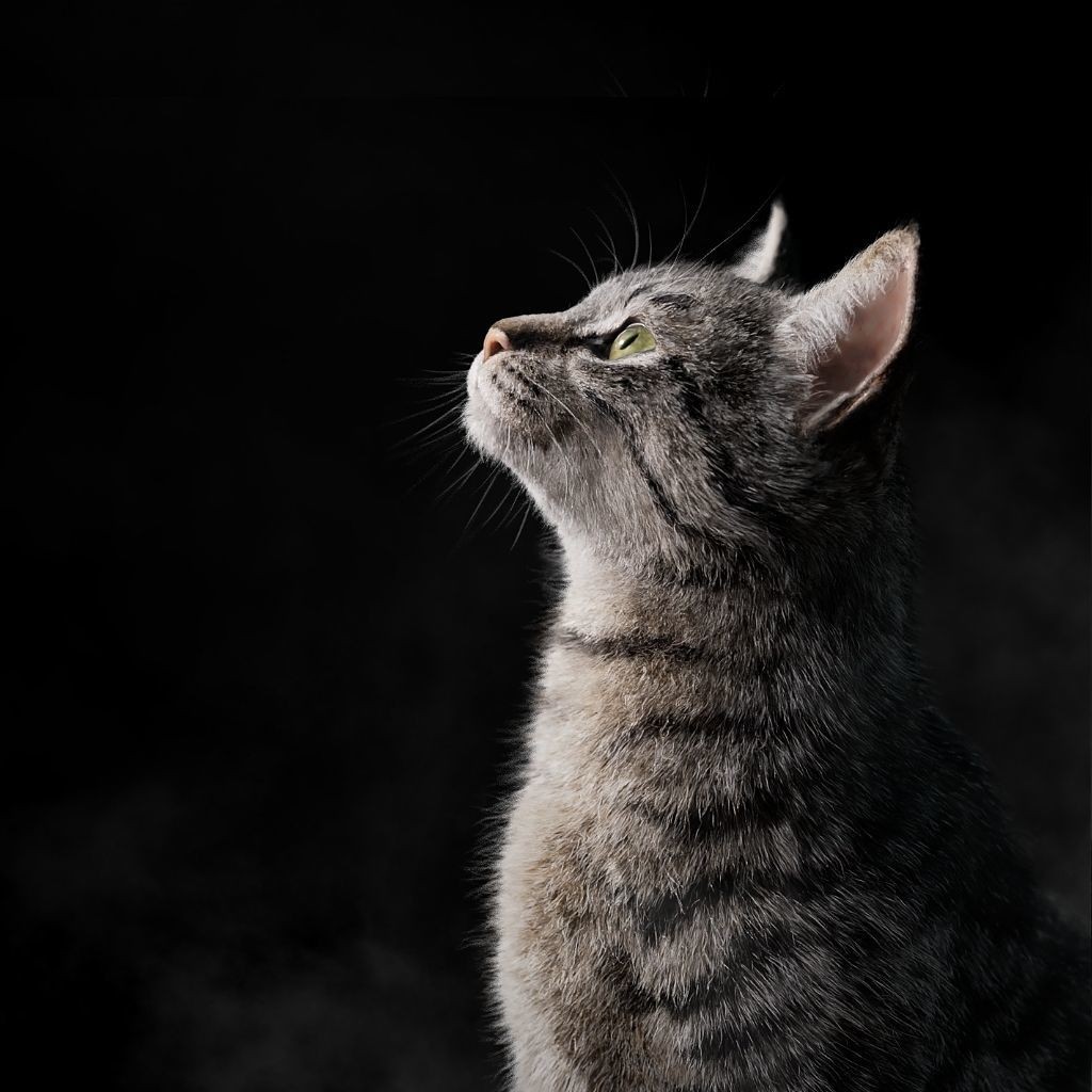 Grey Cat 3D Model – High Poly Animated Rigged Character, Blender - View 3