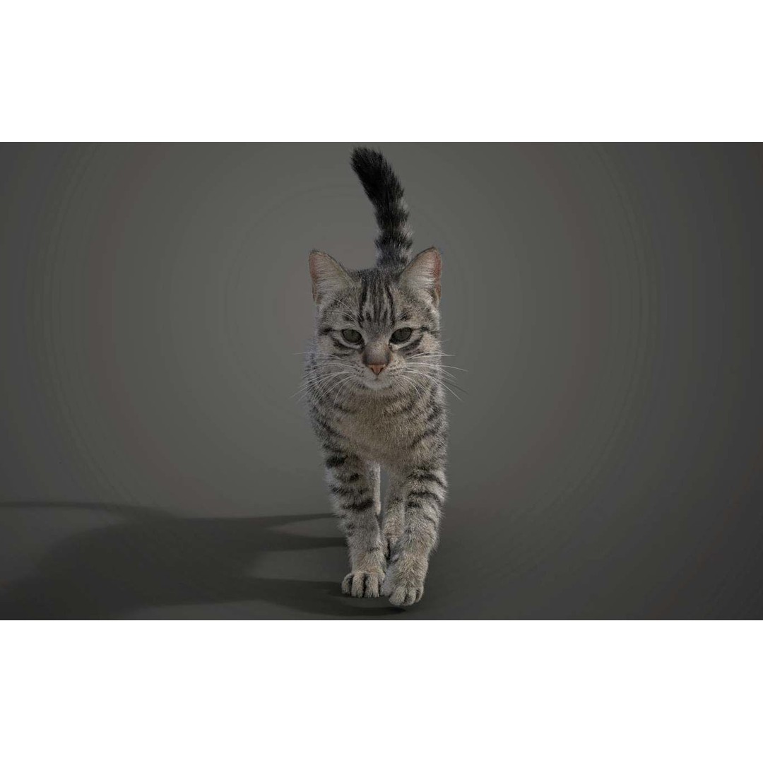 Grey Cat 3D Model – High Poly Animated Rigged Character, Blender - View 4