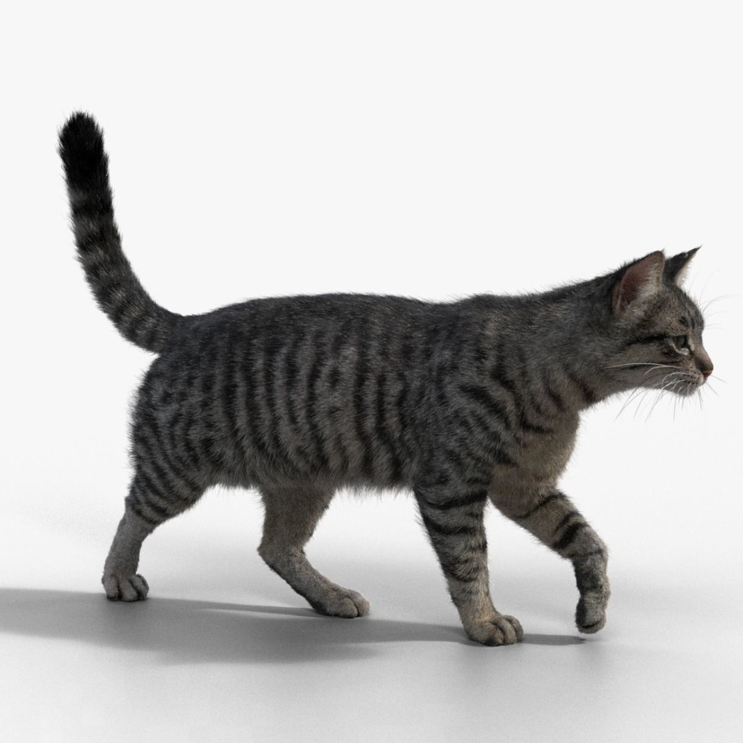Grey Cat 3D Model – High Poly Animated Rigged Character, Blender - View 5