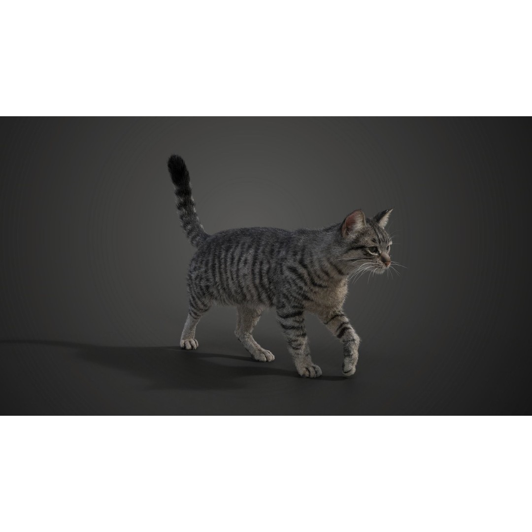 Grey Cat 3D Model – High Poly Animated Rigged Character, Blender - View 6
