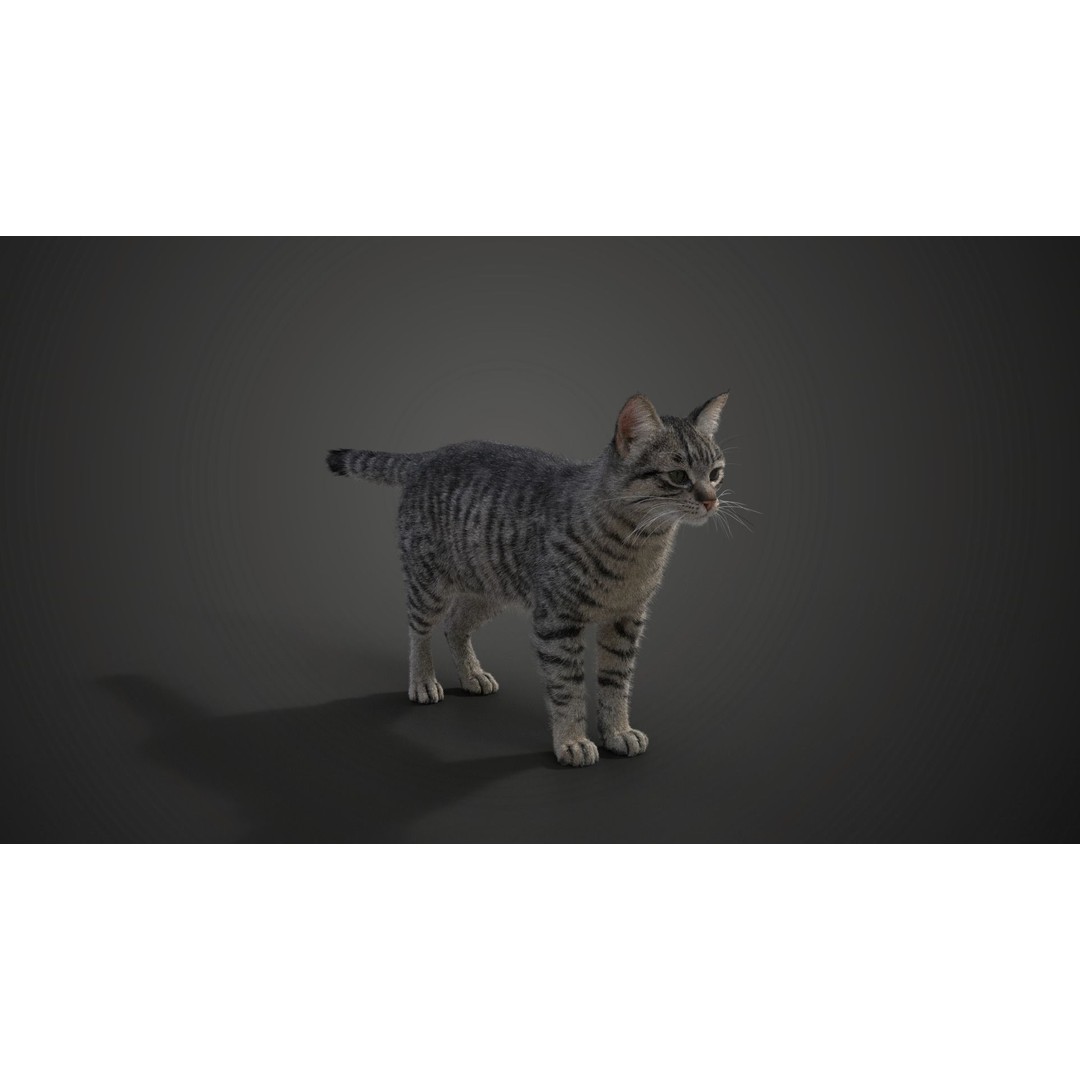 Grey Cat 3D Model – High Poly Animated Rigged Character, Blender - View 7