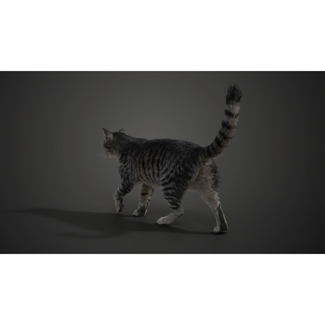 Grey Cat 3D Model – High Poly Animated Rigged Character, Blender - View 9