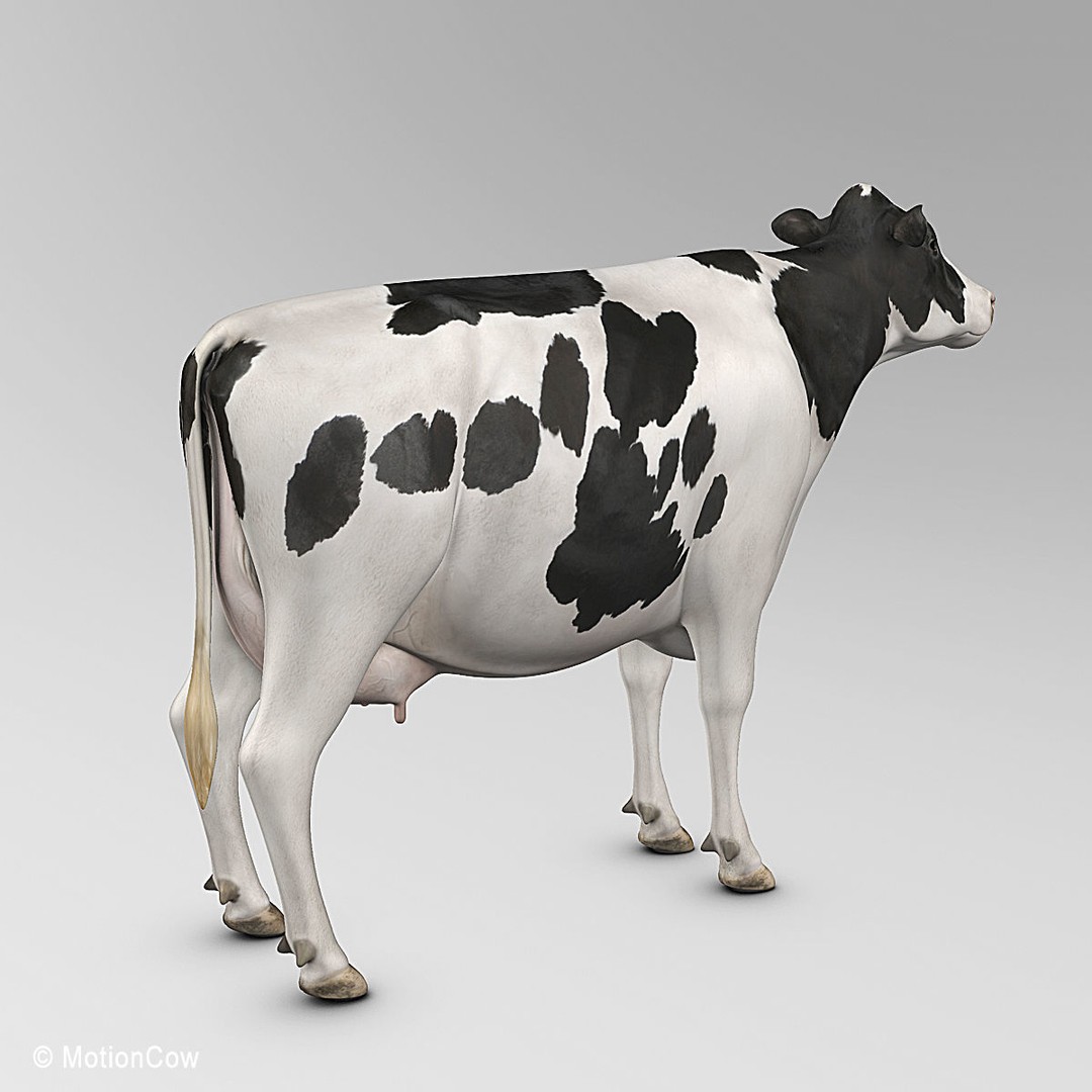 Holstein Cow 3D Model – Photo Realistic Rigged Asset, FBX - View 10
