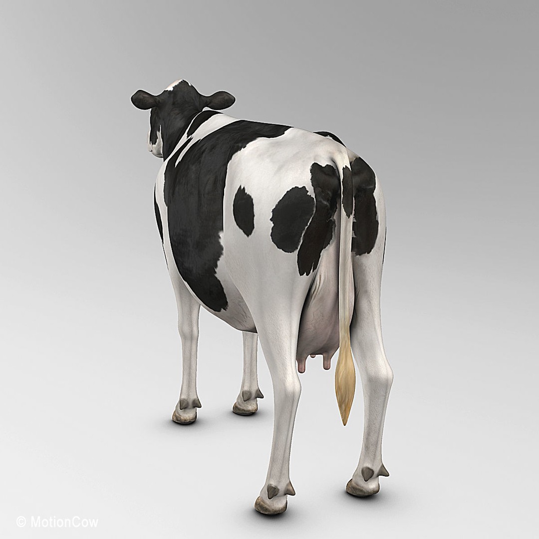 Holstein Cow 3D Model – Photo Realistic Rigged Asset, FBX - View 11