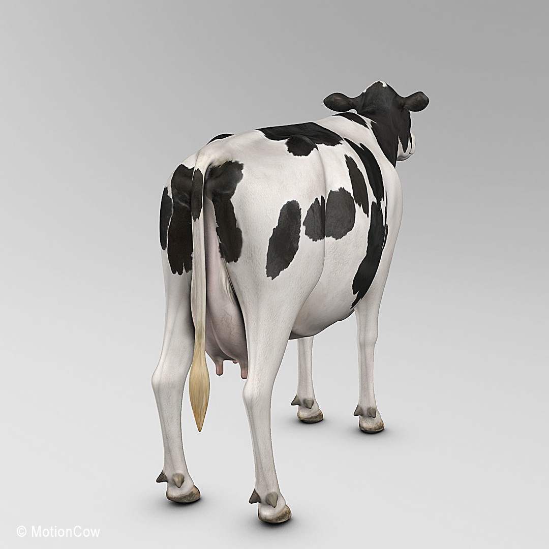 Holstein Cow 3D Model – Photo Realistic Rigged Asset, FBX - View 12
