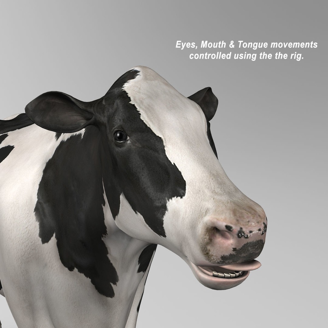 Holstein Cow 3D Model – Photo Realistic Rigged Asset, FBX - View 14