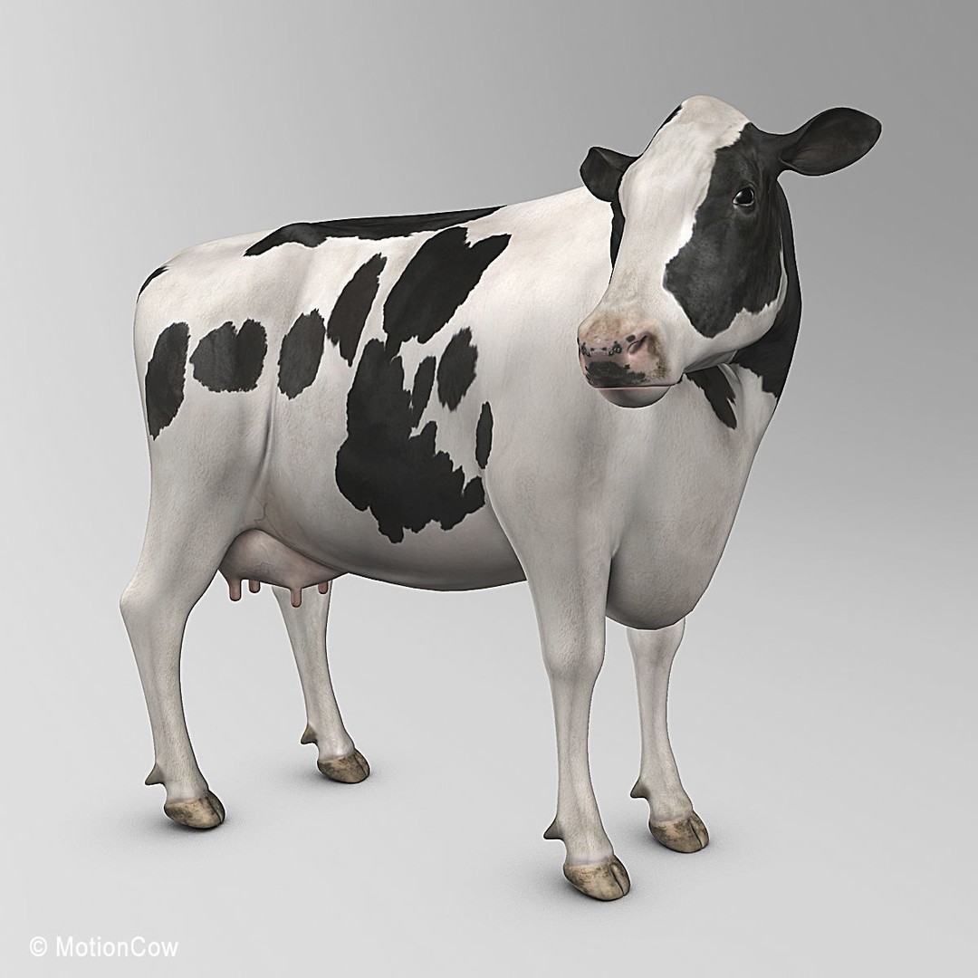 Holstein Cow 3D Model – Photo Realistic Rigged Asset, FBX - View 15
