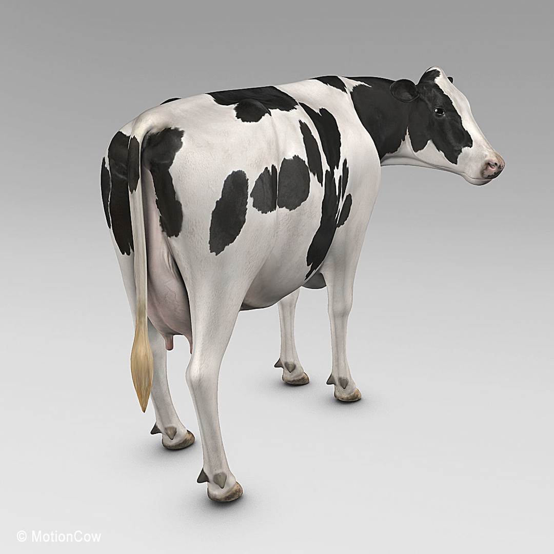 Holstein Cow 3D Model – Photo Realistic Rigged Asset, FBX - View 16